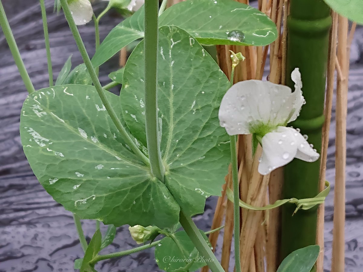 hirorin4649's tweet photo. エンドウの花
#Xperia
#sov39
2023.5.6 https://t.co/AeDQXvjGre