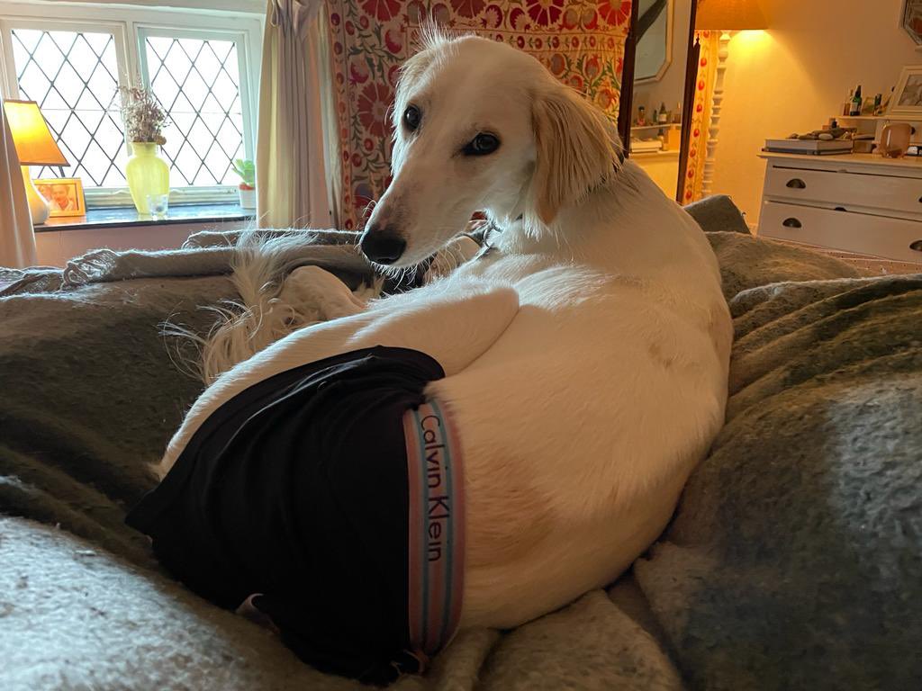 jadeAfitton's tweet photo. The cone was actually too massive (given to him for his “long nose”) so we have a new My Calvin’s ambassador https://t.co/19mFKBs4Jy