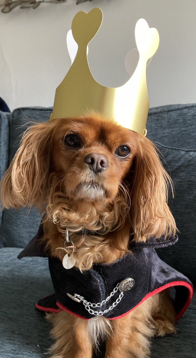 When you’ve got your very own King Charles. 😀🇬🇧🐶#Coronation #KingCharles #KingCharlesIII #KingsCoronation