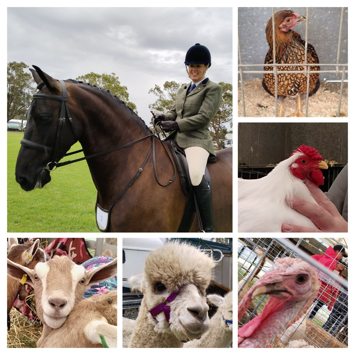PHCC_Mick's tweet photo. 80km wind gusts 🌬️ & rain 🌧️ couldn't stop some judges from awarding winners 🏆 at the SJ Food & Farm Featival this year, even with the event cancelled for safety reasons 😕
Congrats to all the winners & organising committee!
@AusLandcare #landcare
@PeelHarveyCC #GreeningFarms https://t.co/ctGdQGFLtV