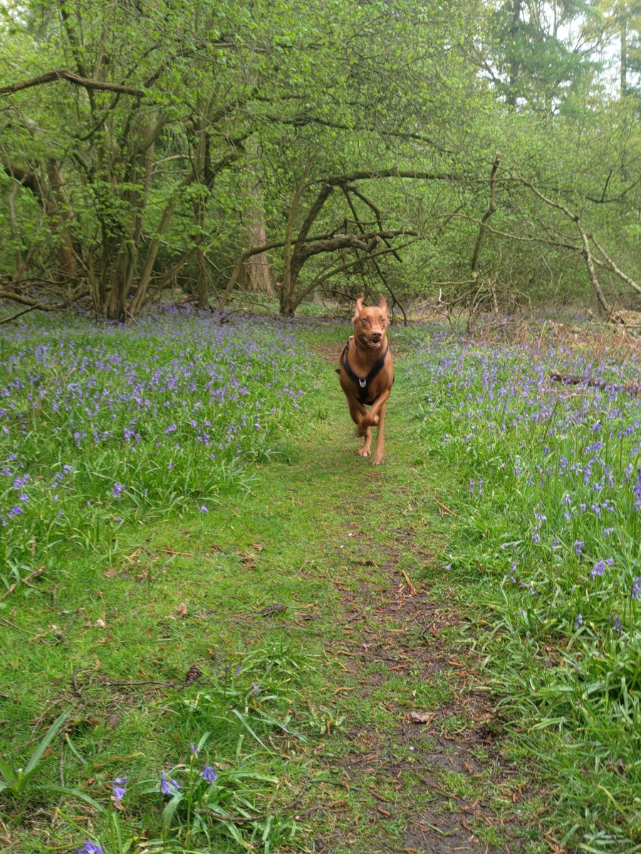 KidaMonkey's tweet photo. Out just before the rain started !
#vizslas #kida #vizslalife #dogslife #puppy #dogtrends
#lazydays #vizsla #velcrodog #dogsoftwitter #vizslasoftwitter #fyp #foryou #dogfyp #kidamonkey #hungarianvizsla https://t.co/kN53vclGb5