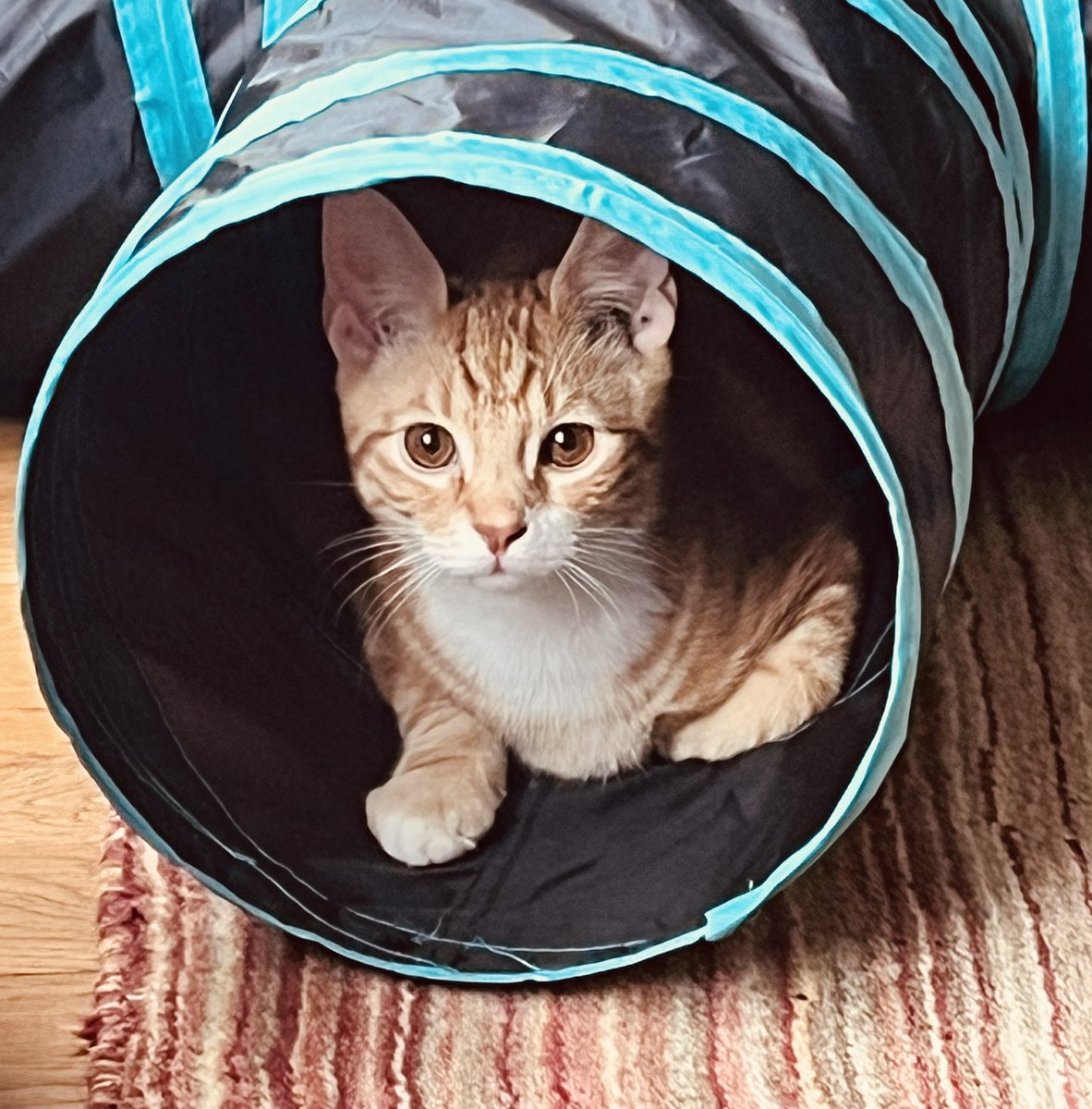 GrowlyMeowly's tweet photo. Arlo looks well impressed with his tunnel 😹😹 #Caturday https://t.co/IKFkGPRB8G
