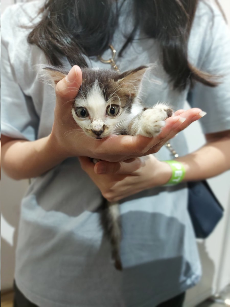 samantha_cavill's tweet photo. Kitten for adoption at pet expo midvalley
So cute 🤧🥲💕 kesian dia. Need a loving home. Located sebelah paws animal welfare society. They dont have a booth. Just 2 kind people trying to find the kitty a home🙏💕 https://t.co/KDKEChgoul