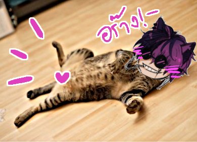 𝐙𝐞𝐫𝐨 𝐙𝐡𝐞𝐬𝐳𝐞𝐫 🐈‍⬛ (ผ่านทยอยฟอล) tweet media