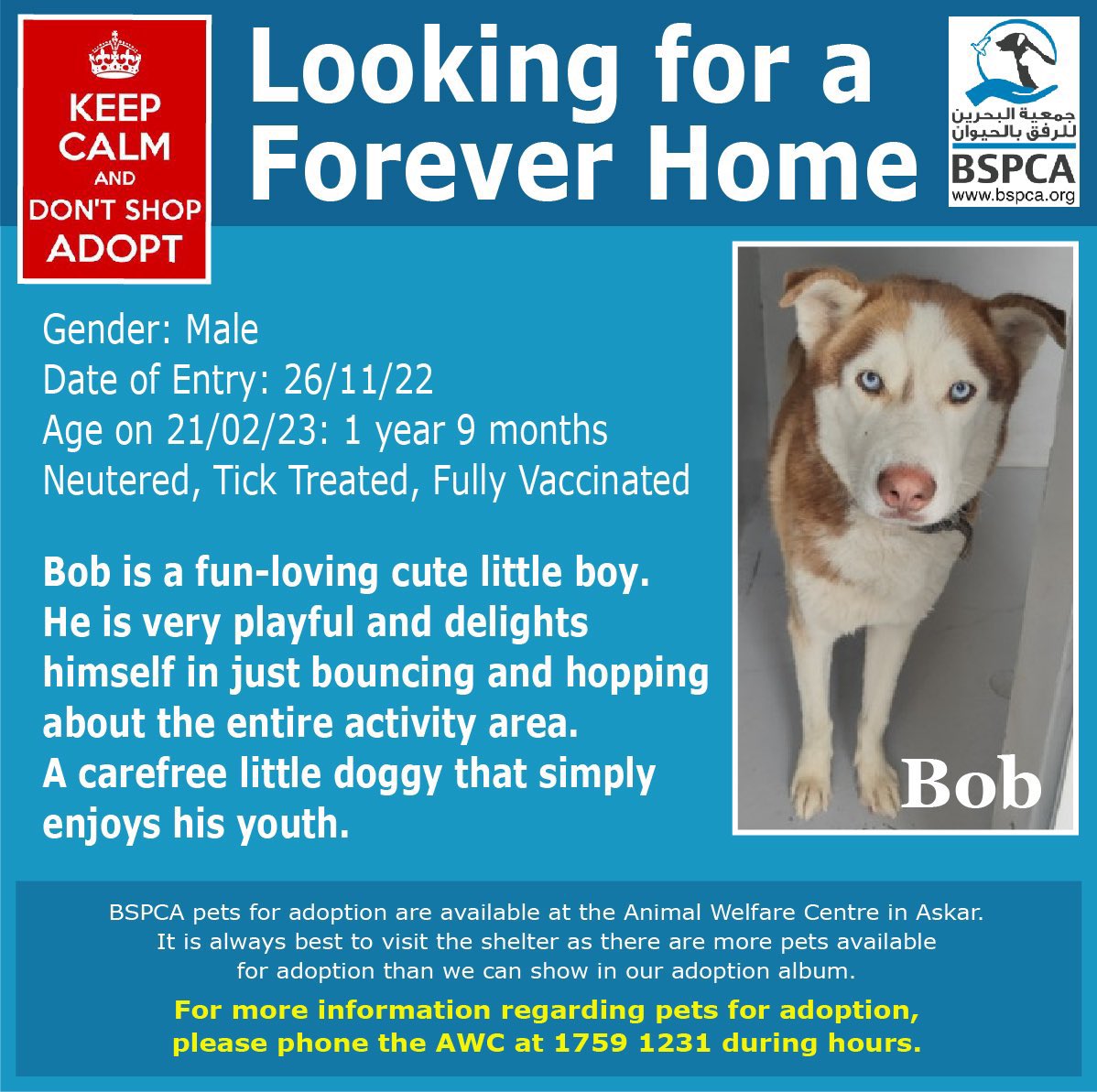 BSPCA_BH's tweet photo. Who wouldn’t love a doggo called Bob 😍

Bob is carefree and joyful and is in need of a furever home 🏡 

📞: 17591231

#Bahrain #SPCA #Adopt #rescue #AnimalWelfare #dogs #cats #charity #bspca #donate #Wildlife #DogsOfTwitter #volunteer #husky https://t.co/O7FIEKTe4h