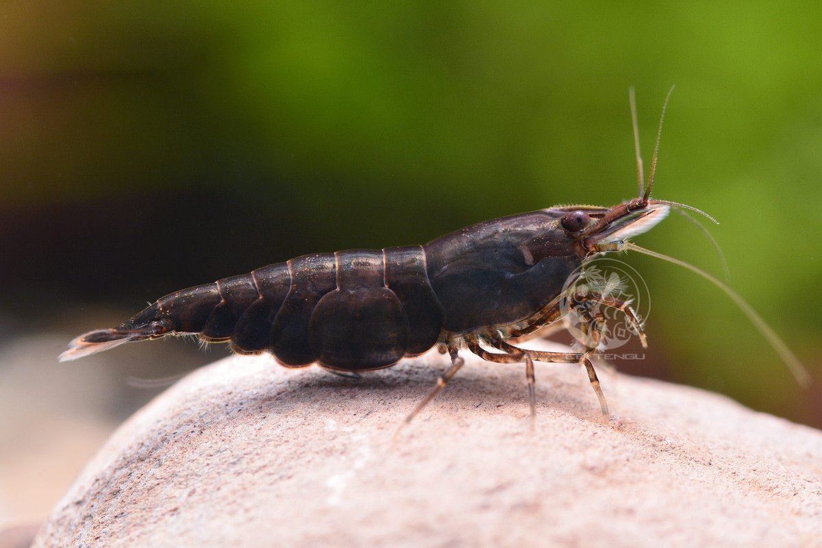 EBITENGU_global's tweet photo. Neocaridina shrimp - Chocolate (Black)

#neocaridina
#shrimp
#shrimpkeeping
#aquatic
#aquarium
#ebitengu https://t.co/rBpj8DN058