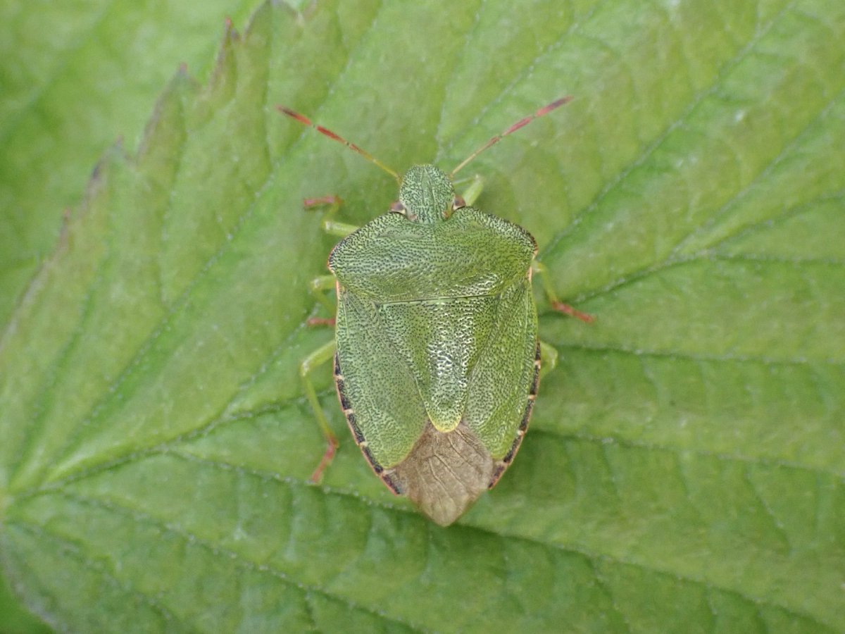 Last bank holiday weekend was full of shieldbugs what will this one offer? #bugsmatter #hemiptera