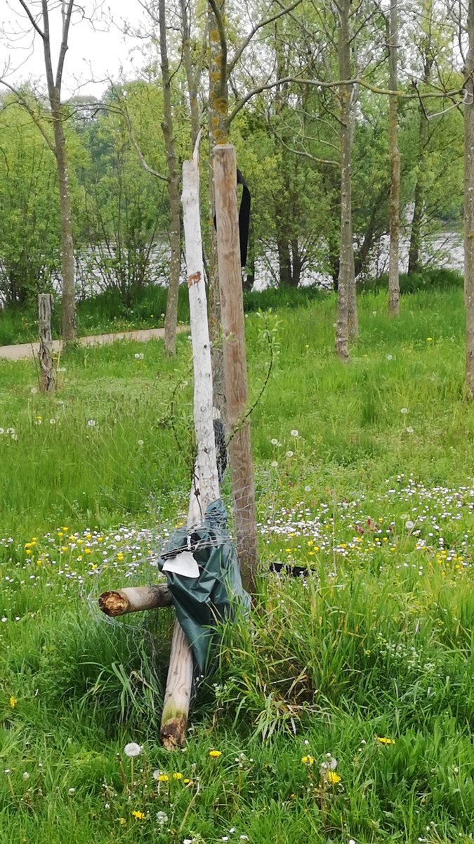EinRobert1's tweet photo. #Klosterbergegarten @Ottostadt #Magdeburg hat in den Letzten Jahren ein #Minus im #Baumbestand von rund 70.000 Bäumen. Und dann kommen solche Menschen...

@ottopflanzt @BaumfreundeMD @Gruene_MD @komaspieler @Volksstimme @MDR_SAN #Baumsterben #Baumfeuerwehr https://t.co/GTrUoHS2jC