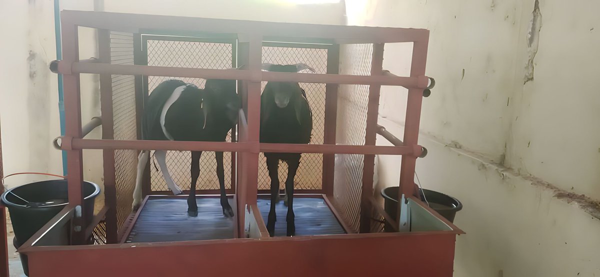 AcceptTchad's tweet photo. Après la phase préparatoire, les animaux viennent d'être mis dans la cage de digestion. Cette pratique consiste à faire le bilan entre les ingestats et les excrétafs (fèces, Urines). 
#digestion 
#plantefourrage 
@UEauTchad @Cirad @DissemInn @capacity4dev @FAOLivestock https://t.co/QcUPkYAVhz