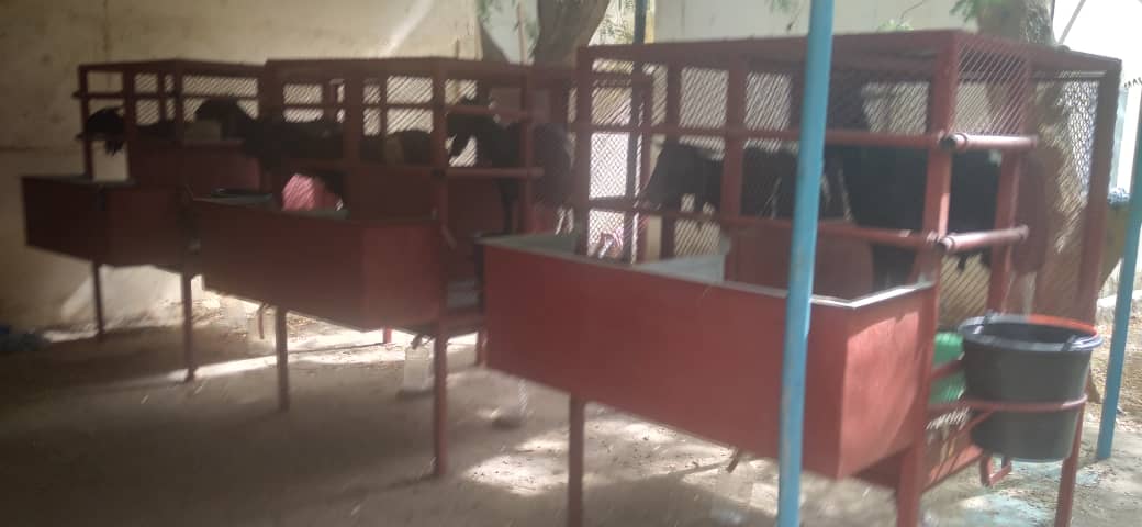 Après la phase préparatoire, les animaux viennent d'être mis dans la cage de digestion. Cette pratique consiste à faire le bilan entre les ingestats et les excrétafs (fèces, Urines). 
#digestion 
#plantefourrage 
<a href="/UEauTchad/">L'UE AU TCHAD 🇪🇺</a> <a href="/Cirad/">Cirad</a> <a href="/DissemInn/">DISSEM INN</a> <a href="/capacity4dev/">Capacity4dev</a> <a href="/FAOLivestock/">FAO Livestock</a>