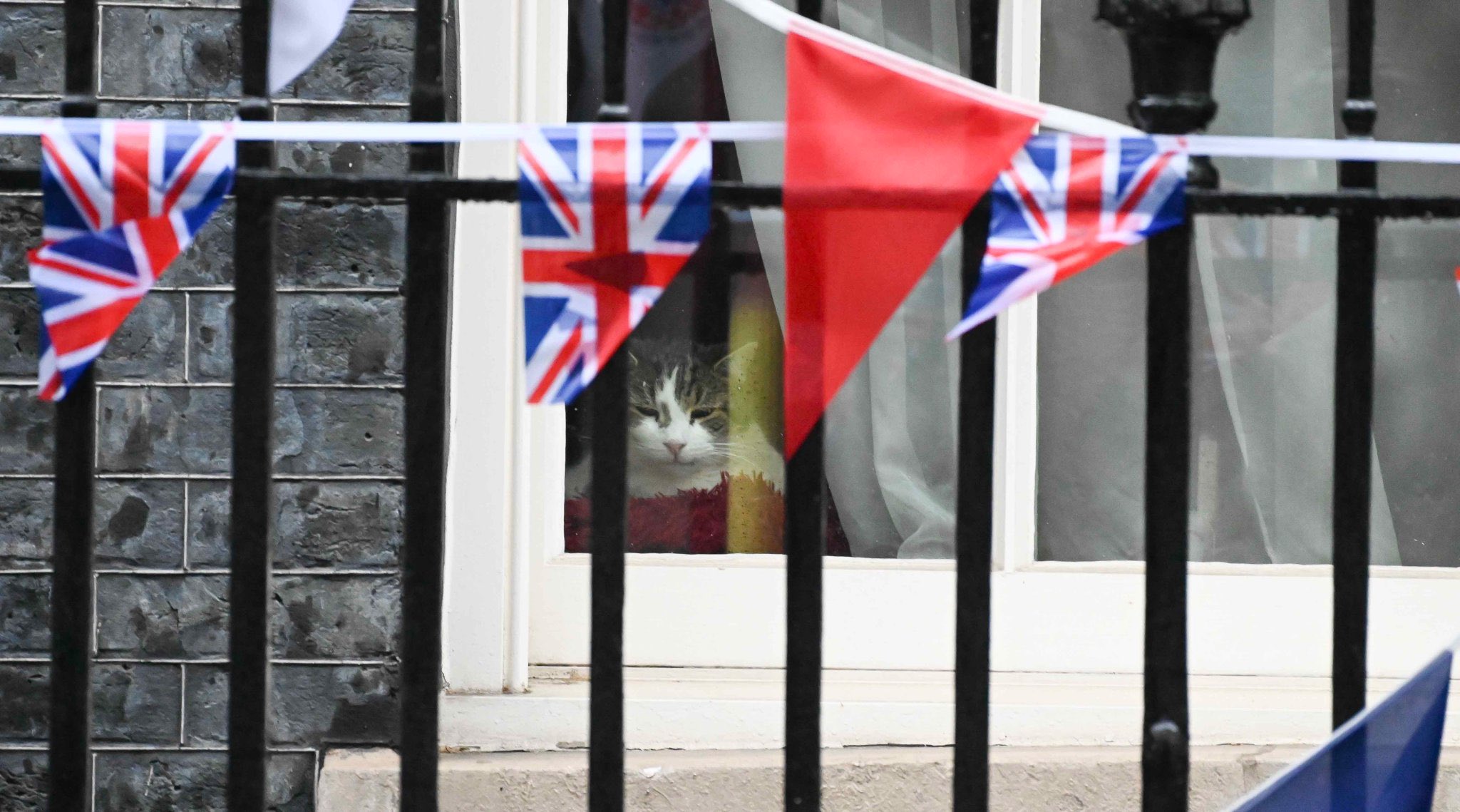 Larry looking out of Downing Street window behind bunting
