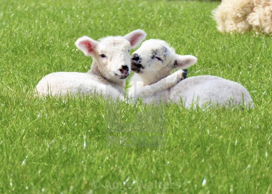 Photo of the day…..
Sibling love 💞
#lambs #spring #nature #siblings #springlambs #love #naturephotography #lambsofinstagram #countryside #plymouthphotographer #wildlife #farmlife #cute #brixtonvillage #babyanimals #devon 
@BBCCountryfile @VisitDevon 

ange21.picfair.com/pics/017164890…