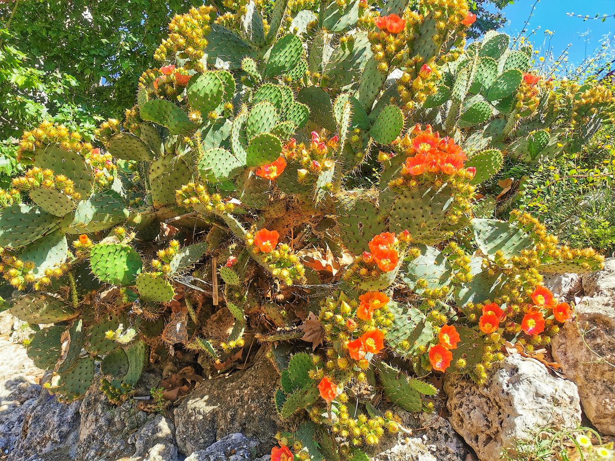 KatySnchez's tweet photo. Belleza de chumbera. Tiene unos 23 años #chumbera #Naturaleza https://t.co/HpD60CzEH5