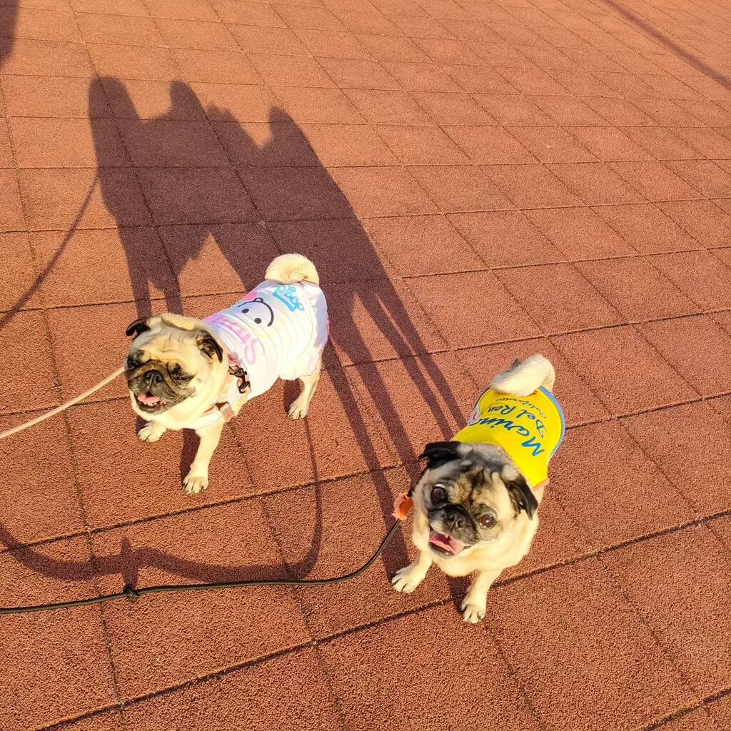 brewry_days's tweet photo. 夕んぽ🐾ブローリーに引かれて着いた公園❤️
#夕んぽ 　#公園 　#パグ　#ぱぐ 
#多頭飼い 　#pug https://t.co/2LJnmNsPi0