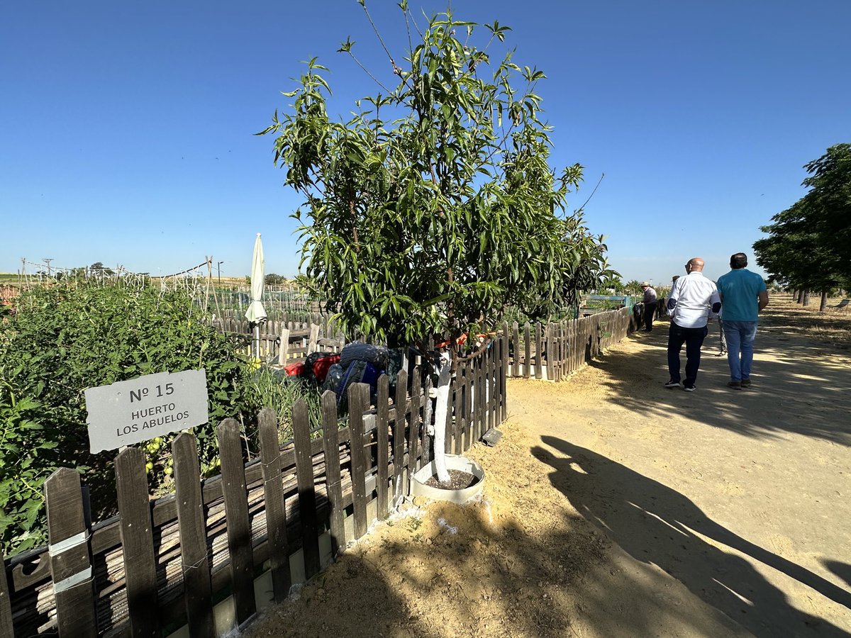 pacorodriguezdh's tweet photo. Un proyecto participativo e intergeneracional que ha supuesto una regeneración de la zona mejorando la calidad de vida del entorno. Unos huertos que tienen un alto valor medioambiental que se han convertido en un nuevo espacio verde referencia de #DosHermanas . https://t.co/FVlWALwUne