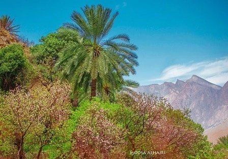 cometooman's tweet photo. تناغم الألوان وانسجامها مع جمال الطبيعة في #عُمان 🇴🇲
#عُمان
#زوار_عُمان
A breathtaking blends of colors with nature in Oman 🇴🇲
📸 @moosa_alhajri
#Oman
#Cometooman https://t.co/56PwImDWPp