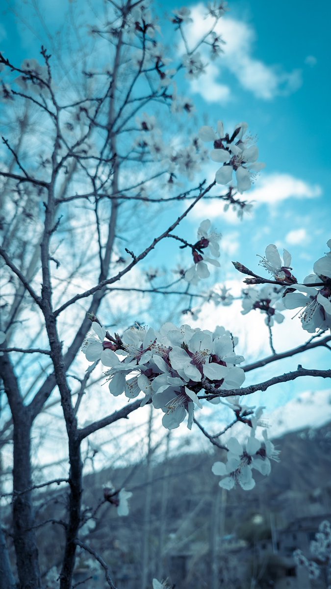 stanzin_gaphel's tweet photo. Prunus armeniaca  blossoms in the month of May. 
#TravelTuesday #LadakhKargil #apricotblossom https://t.co/GrZub4QtEr