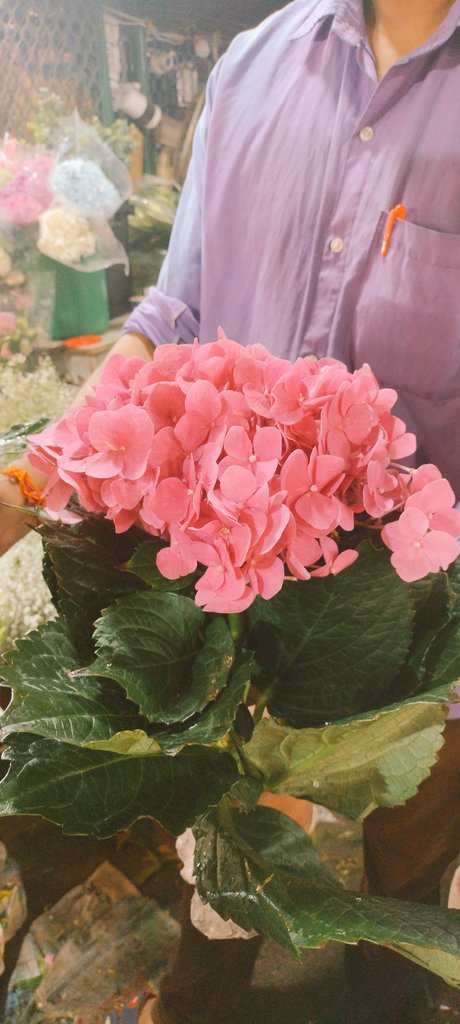 Ask_4_Brand's tweet photo. @Ask_4_Brand #Hygrangea #flowers #imported_Flowers
https://t.co/YF05HvqBXi https://t.co/QtZjW96Ud8
