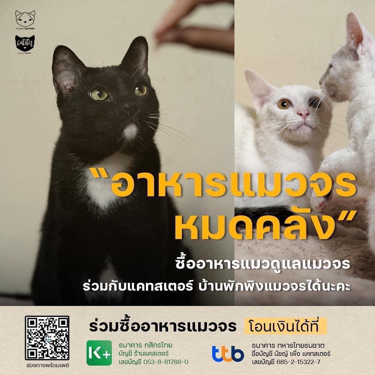 CatsterClub's tweet photo. เหตุผลที่ชวนให้ทุกคนซื้ออาหารกับเรา เนื่องจาก เราสามารถซื้ออาหารราคาส่งราคาโรงงานได้จากแบรนด์ต่าง ๆ ทำให้ประหยัดได้มาก 

และเราสามารถควบคุมอาหารที่เราต้องการได้ อาทิ อาหารเฉพาะโรค หรือ อาหารประจำของเด็กแต่ละตัว เพื่อไม่ให้เด็ก ๆ ท้องเสียในการเปลี่ยนอาหาร และสร้างภูมิคุ้มกันให้กับแมวจรได้อย่างสม่ำเสมอ จากโภชนาการอาหารที่เราเอาใจใส่ดูแล 

ร่วมดูแลแมวจรให้มีชีวิตความเป็นอยู่ที่ดี และมีบ้านไปกับเราได้ที่

ธนาคารกสิกรไทย
บัญชี ร้านแคสเตอร์ 
เลขบัญชี 0538817880

ธนาคาร ทหารไทยธนชาต
ชื่อบัญชี นัชญ์ เพื่อ แคทสเตอร์ 
685-2-15322-7

อนุโมทนาสาธุล่วงหน้าค่ะ 
ทุกการช่วยเหลือ เรามีของที่ระลึกมอบให้ทุกท่านด้วยนะคะ เพียงส่งสลิปและชื่อที่อยู่ไปที่ไลน์ @kingdomoftigers ค่ะ