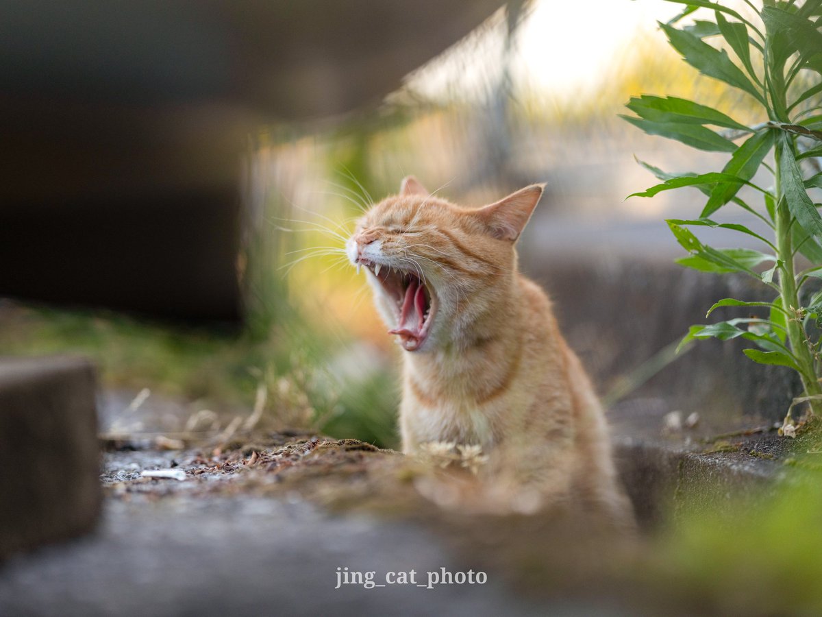 jing_cat (@jingcat3) on Twitter photo ねむたーーーい!!
#猫 #猫写真 #猫好きさんと繋がりたい #Cat ねむたーーーい!!
#猫 #猫写真 #猫好きさんと繋がりたい #Cat