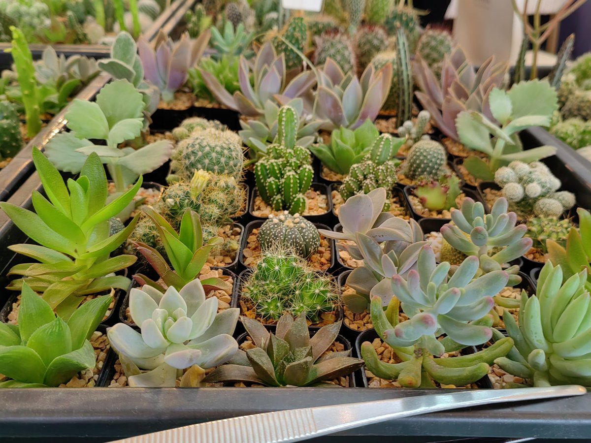 kankamonteo1489's tweet photo. Cactus Small tree but charming. https://t.co/3jFF67HF96

#hive  #hiveblogshare #posh #photography #nature https://t.co/WrWSfMP49I