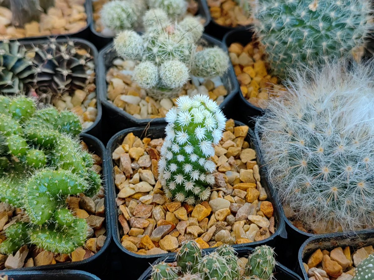 kankamonteo1489's tweet photo. Cactus Small tree but charming. https://t.co/3jFF67HF96

#hive  #hiveblogshare #posh #photography #nature https://t.co/WrWSfMP49I