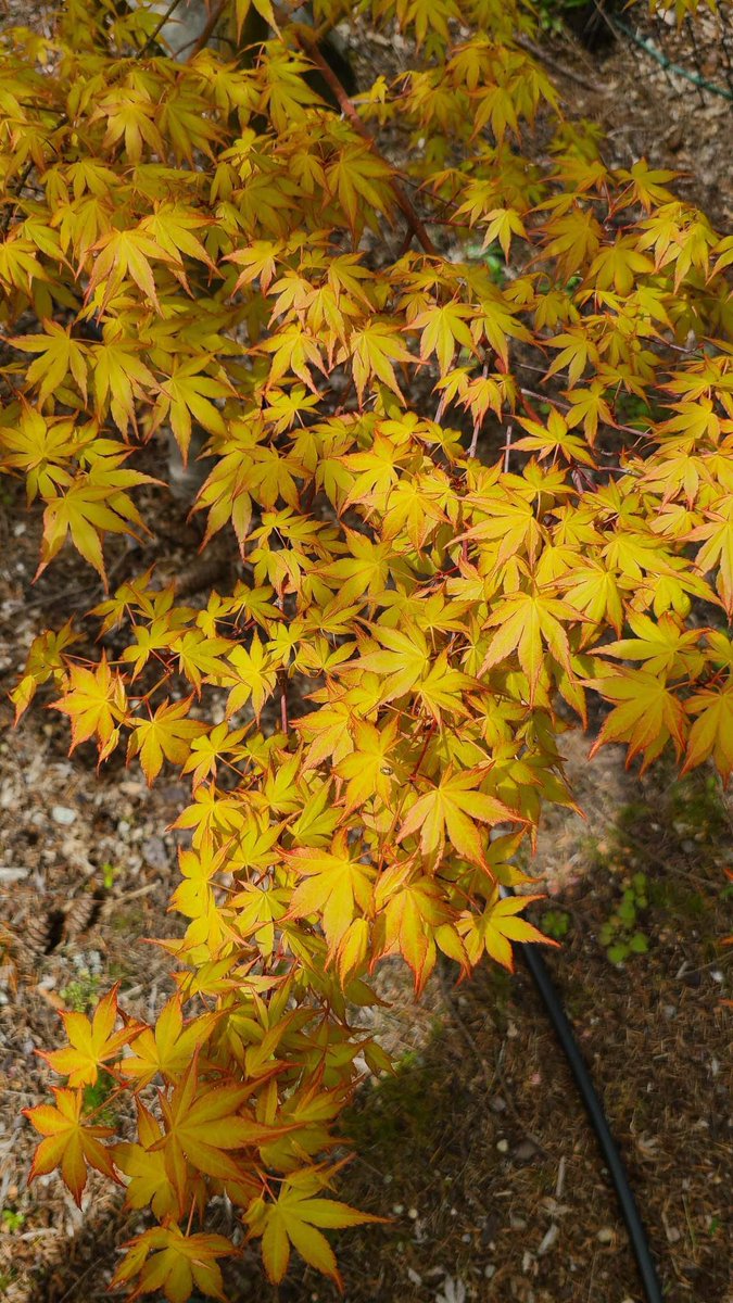 SpruceandMaple's tweet photo. Ever seen an orange Japanese Maple? Now you have! We love Katsura! 

Want to know more👇

https://t.co/raM7KVMokd

#japanesemaple #acer #trees #gardening #japanesemaples #maple #spring https://t.co/ZmXCzCo1X1