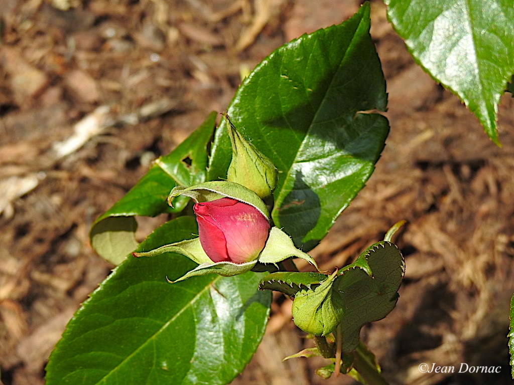 JeanDornac's tweet photo. Elle arrive, elle prend son temps, la météo est encore incertaine, elle garde donc ses vêtements protecteurs, la belle rose… #arrive #temps #météo #incertaine #vêtements #protecteurs #rose #parc #médiathèque #Lannion #CôteArmor #Bretagne #France https://t.co/nimpsAOt82