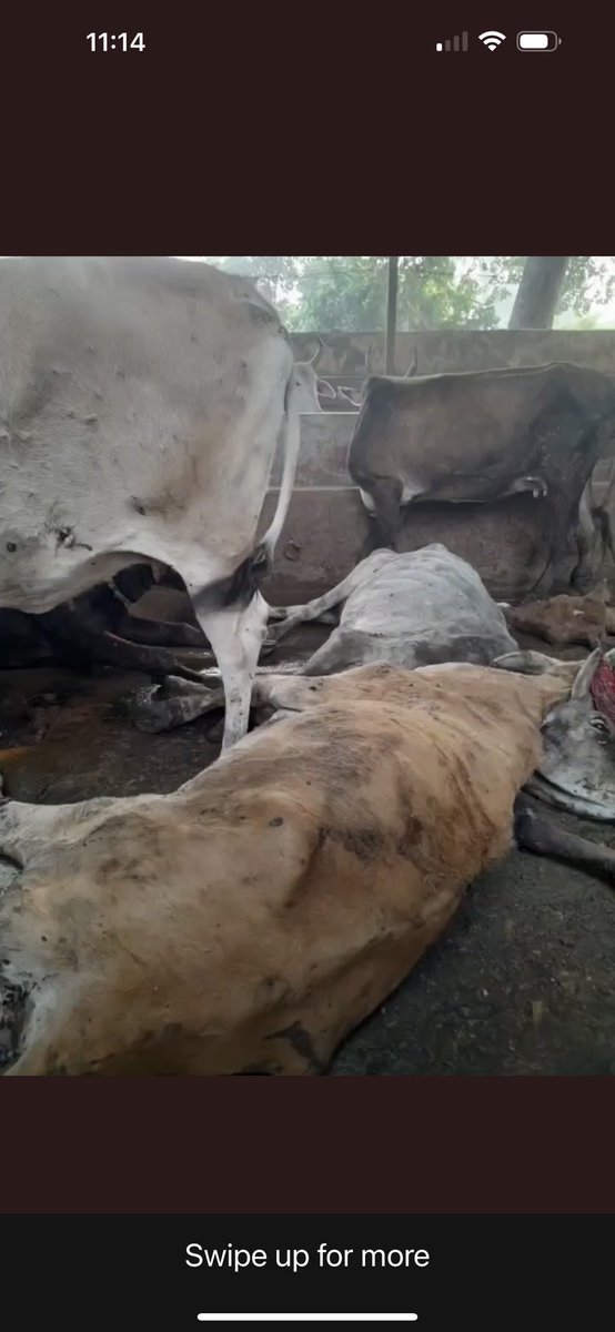 tarana2510's tweet photo. Scam‼️ALERT

Kanji House Cow Dungeon,Diwani Crossing,Bhagwan Talkies Rd Agra
2020 से यहाँ गौ माता-नंदी बाबा का हाल बेहद दुखदाई है
इस भ्रष्टाचार का भांडा कब फूटेगा? @AgraNagarNigam @agrapolice @adgzoneagra @igrangeagra @GorakhnathMndr @raoneerajbhati @vaibhavdamoh @GitaSunilPillai https://t.co/nEIwViAegP