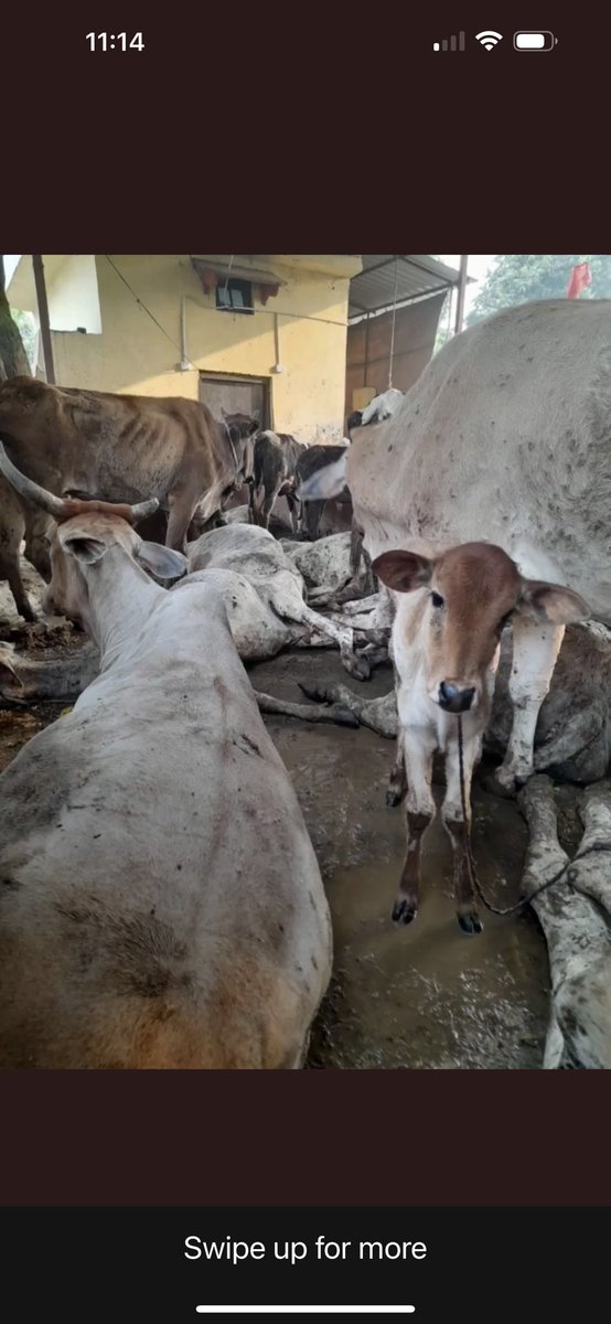 tarana2510's tweet photo. Scam‼️ALERT

Kanji House Cow Dungeon,Diwani Crossing,Bhagwan Talkies Rd Agra
2020 से यहाँ गौ माता-नंदी बाबा का हाल बेहद दुखदाई है
इस भ्रष्टाचार का भांडा कब फूटेगा? @AgraNagarNigam @agrapolice @adgzoneagra @igrangeagra @GorakhnathMndr @raoneerajbhati @vaibhavdamoh @GitaSunilPillai https://t.co/nEIwViAegP