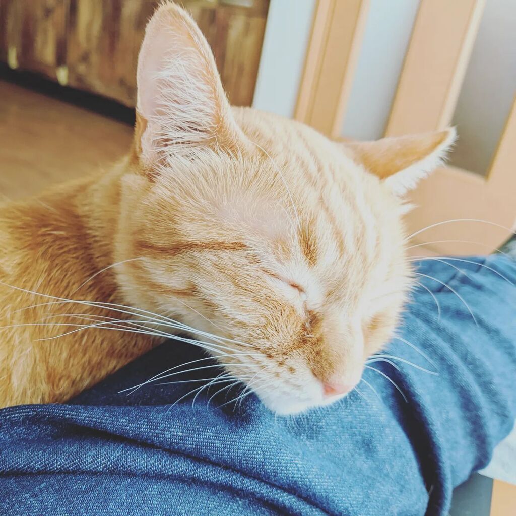 michiochips's tweet photo. ねことまったりお昼寝タイム https://t.co/abJfL7jeuZ https://t.co/7BhFrmi2y1