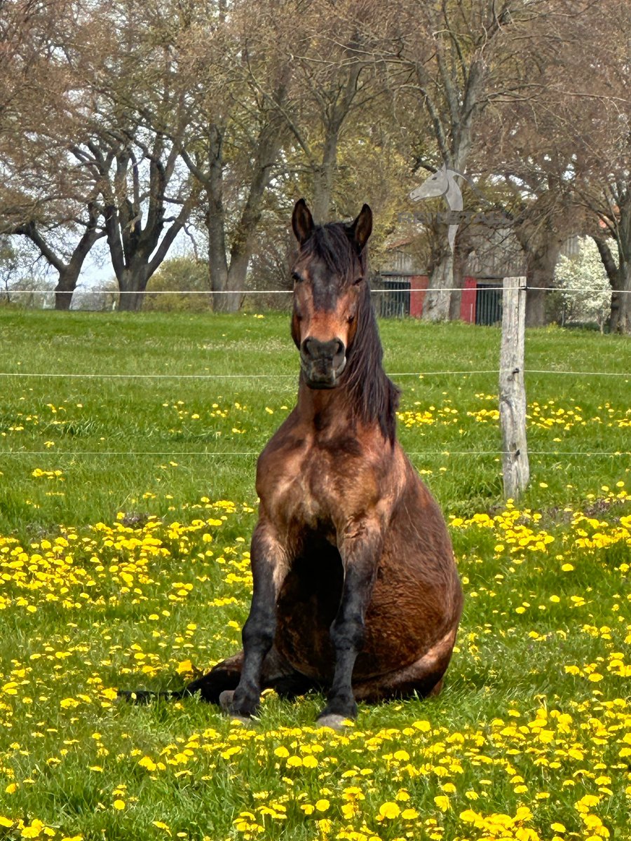 RVarchow's tweet photo. #funny #horse #spring #meadow #wonderful #time 
 
Reitstall Varchow https://t.co/qwy2vs4NrV
