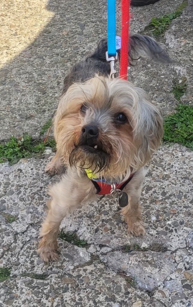 Animal Adoptions UK 🐕‍🦺🐈🐎❤️ tweet media