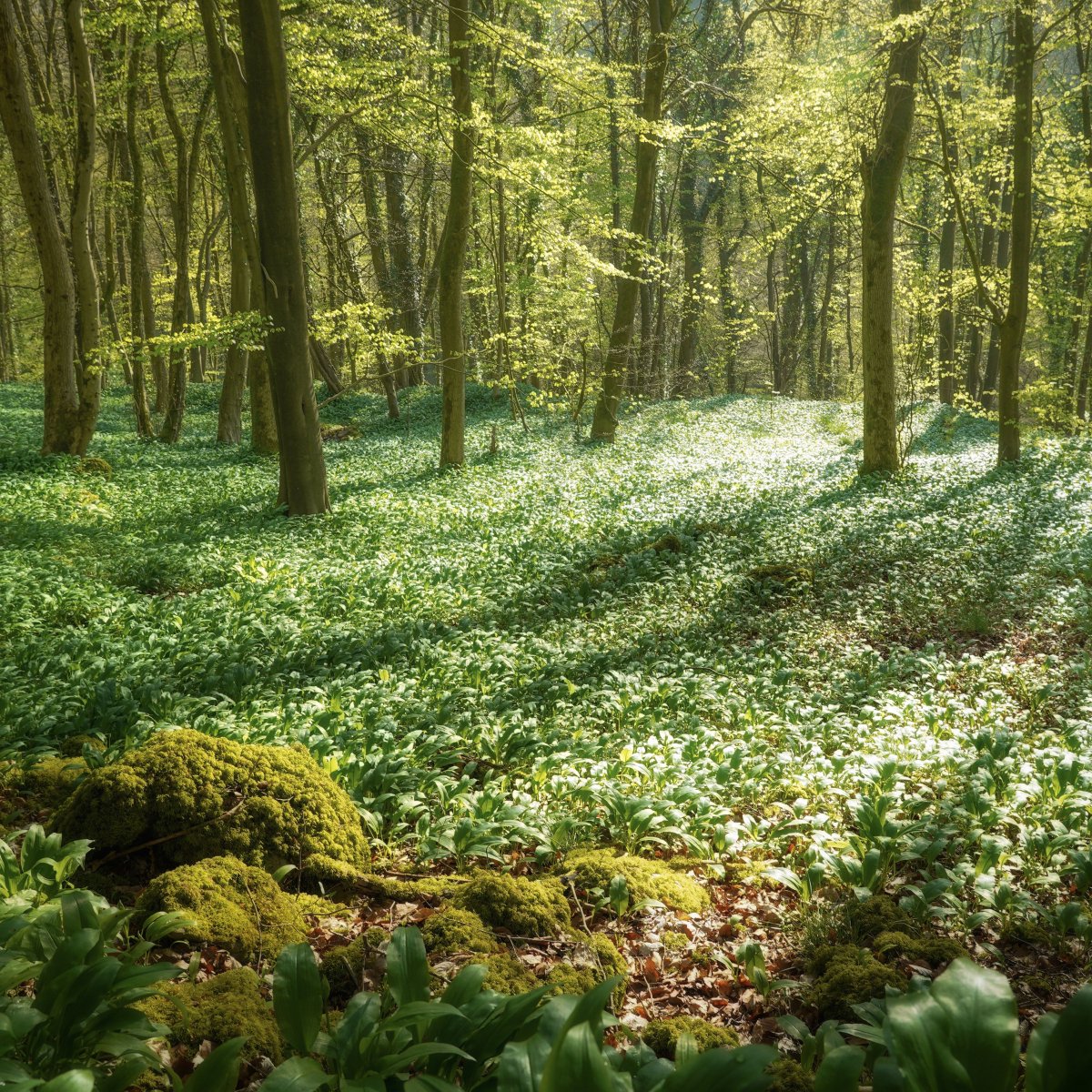 After so many months of brown and grey, it was sheer bliss to stand in this woodland full of birds and allow my starved eyes to soak up every shade and tone and light of green, from the fluorescent glow of brand new leaves to the damp softness of the old moss on the rocks.
