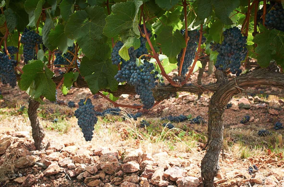 The story of Malbec, Carménère and Tannat, the immigrant grapes that lost their home in France and became royalty in their refuge Argentina, Chile and Uruguay. My new article on " the Grape Grind" thegrapegrind.com/the-story-of-m…

#Malbec #Carmenenere #Tannat #wine #winewriter