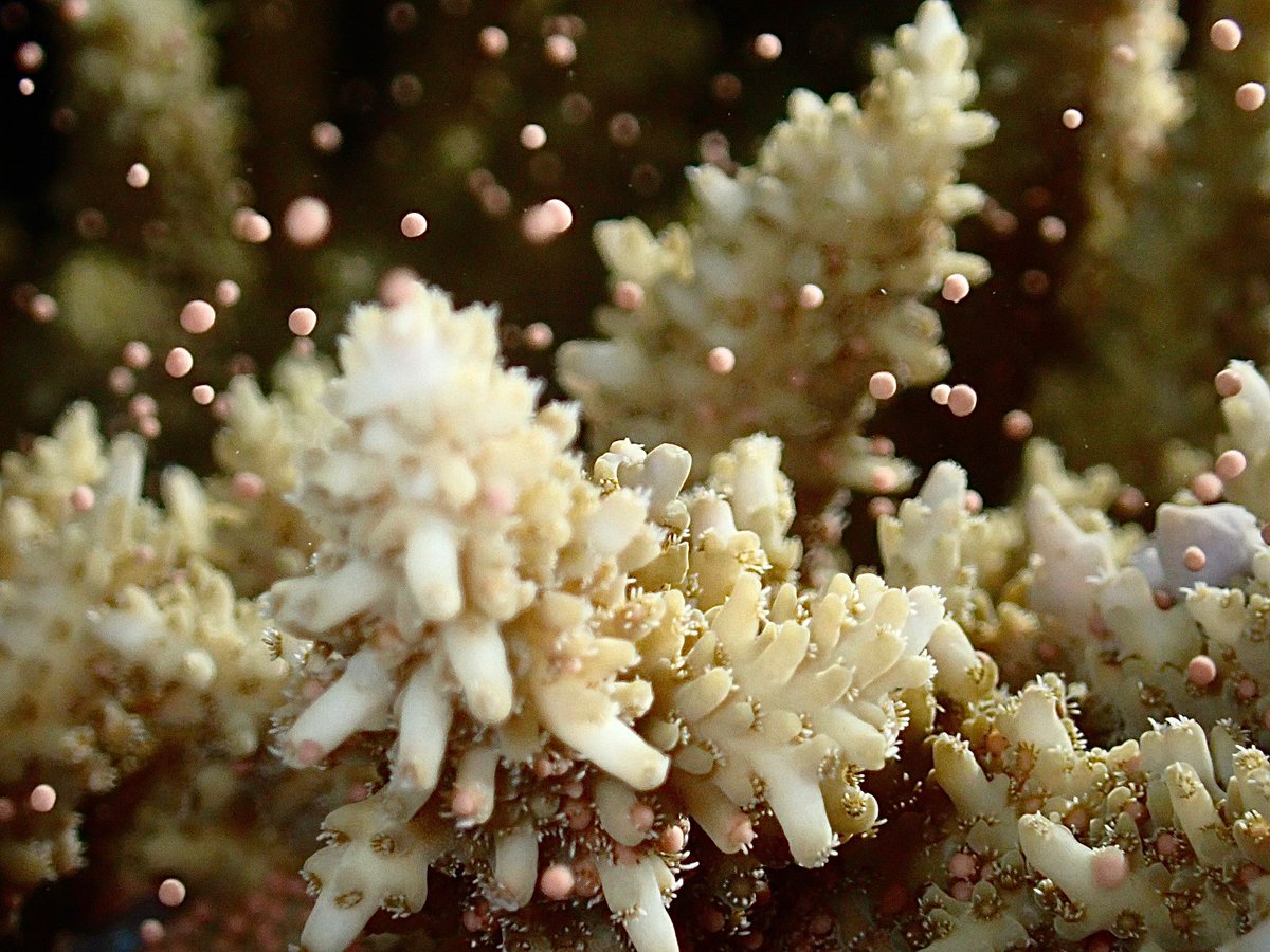 DavidJSuggett's tweet image. Finally - mass synchronized #coralspawning at #Shushah #RedSea #KRRI @pedrohcp  bang-on full moon - started early with 1 sp. but then kicked off collectively late evening. Incredible to see here for the first time. More to come as we refine timings/species. 📷 Alex Stead