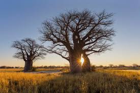 EstelleHughes20's tweet image. #Leadershiplesson #8 taught by Senegal. Strong leader as thick-skinned, hard-decision maker and goal-oriented vs strong leader as mingler, emotionally intelligent and wise, is this still the leadership dichotomy today? Talk to me...