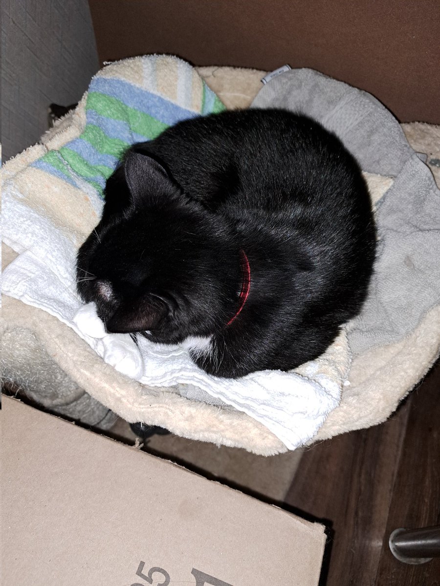 Tuxedo_Jingles's tweet photo. Lil kiss jingles aka tuxedooooo kitty ..mSTILL ..I REPEATTT... ๐ ..STILL will NOTTTTT sleep in her bed...she rather curl/ball up here haha cats ....will be cats!! Gotta love eeemmmmm !!!
#coolcatstuff #cats #koolkitty #sleepycats #sleepycat #sleepyjingles https://t.co/vj4zeSvAuL