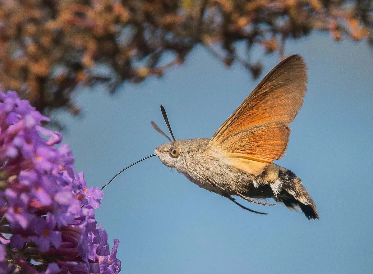 birdfunfacts's tweet photo. Latest article is live on my Substack! 
 
Not a hummingbird, but a moth!
Commonly mistaken for Hummingbirds, these moths are pretty cool too - and they teach us a lot about nature!

https://t.co/ZpJn52s7Uw https://t.co/LTNjFPTDjx