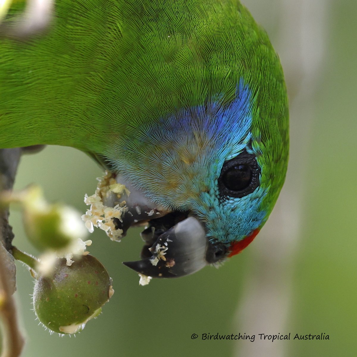 BirdwatchingT's tweet photo. Got this gorgeous female Fig Parrot chowing down on some Sandpaper figs at Newell Beach a few days back. Guests got some awesome photos. https://t.co/M9c7K04Kan