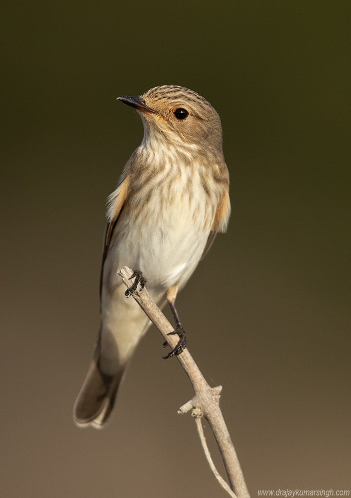 Spotted flycatcher, Bahrain.
#SpottedFlycatcher #Flycatcher #Wildlife #Bahrain