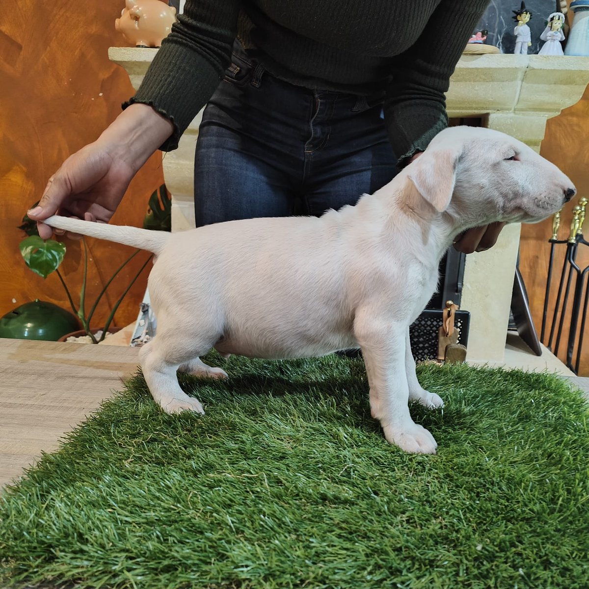 Sobran las palabras.
rocabull.com