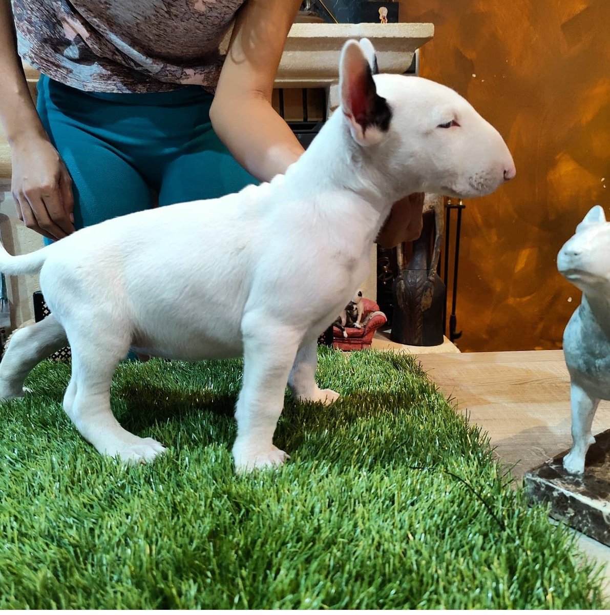 Otro macho de locura.
rocabull.com