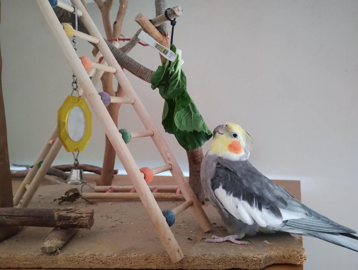 StinkyCockatiel's tweet photo. How's your Saturday going? https://t.co/jce1OioU0T