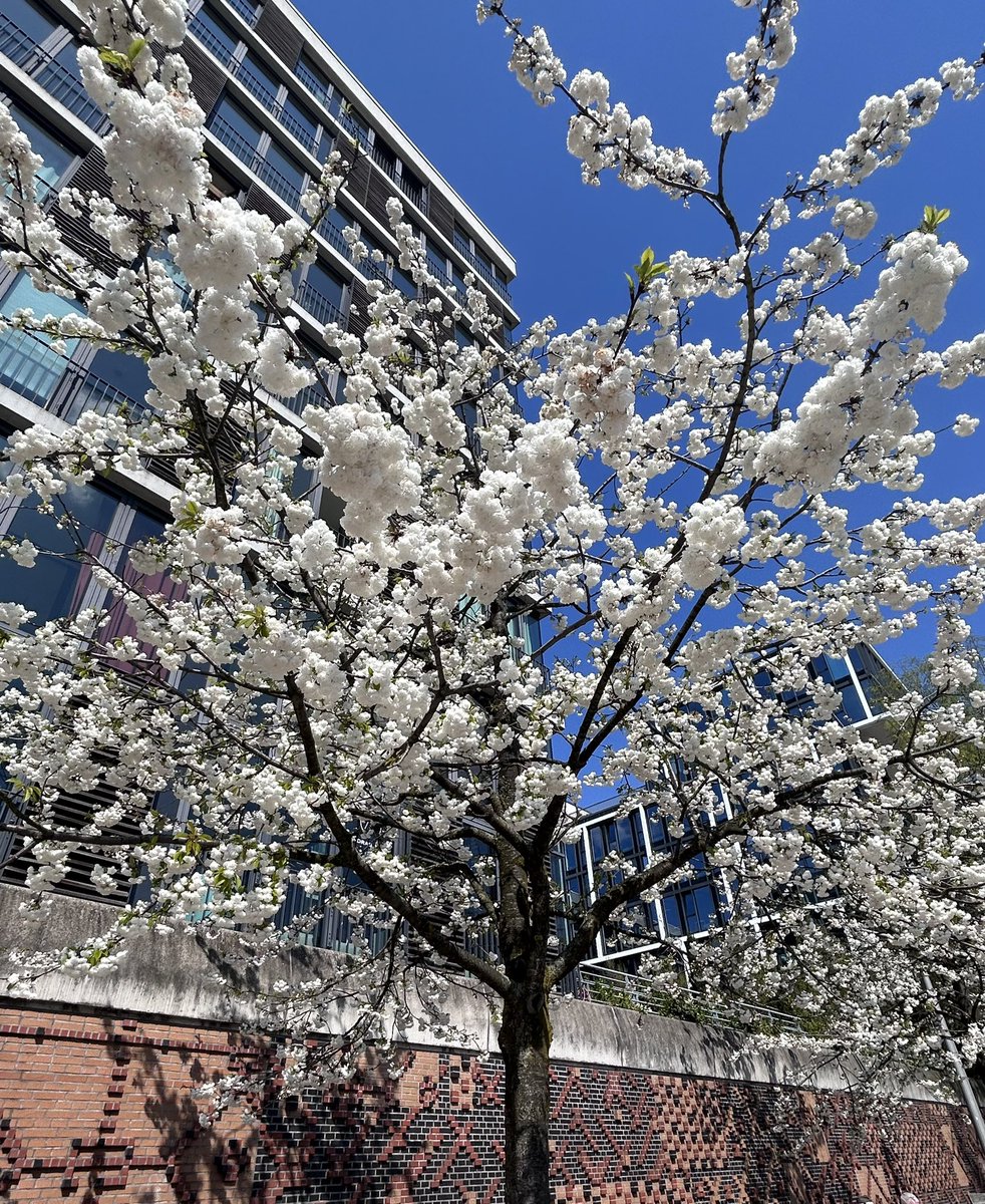 Anyone for Candyfloss? #BlossomWatchComp