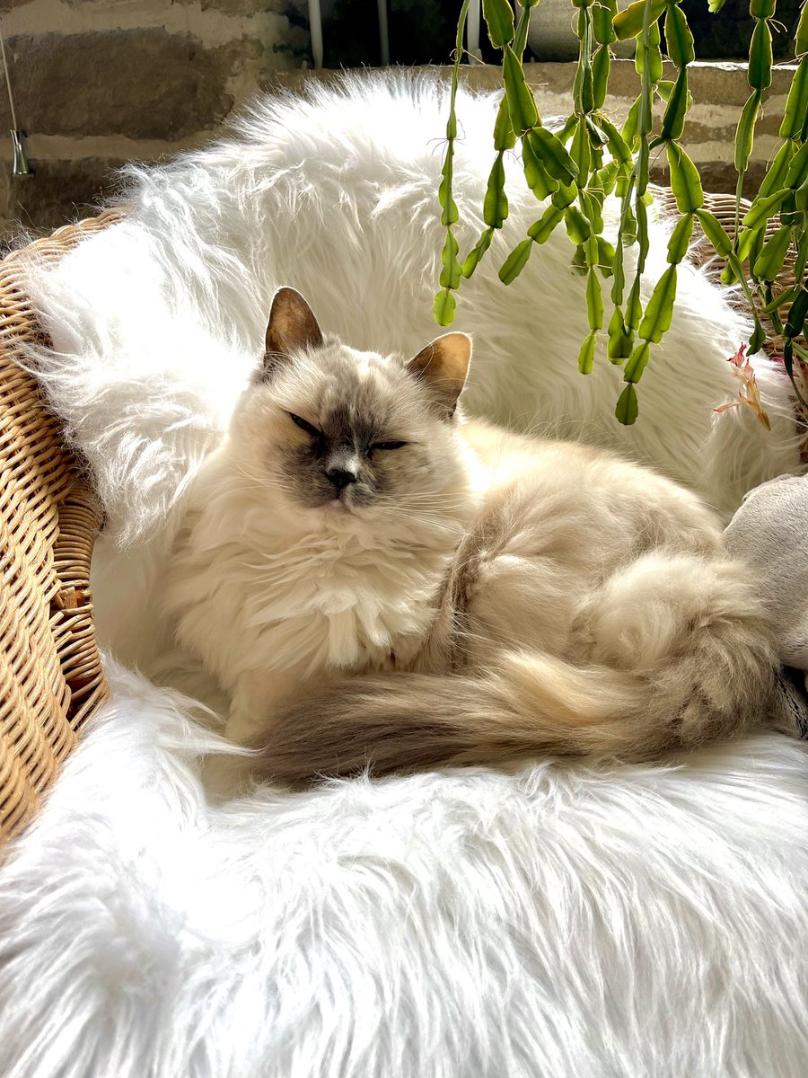 Betty_Boo_Kat's tweet photo. Back on my throne fur #caturday Mew are Welcome 👑😻👑 https://t.co/VdubrxYZnO