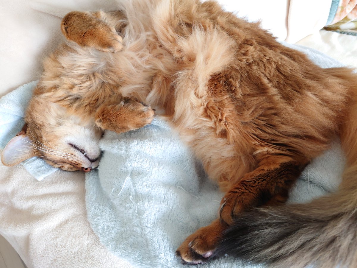 zenufonius's tweet photo. GW中の野生を忘れたねこ。
このあとお風呂に入れられるとも知らず… https://t.co/JyfFRa7dy5