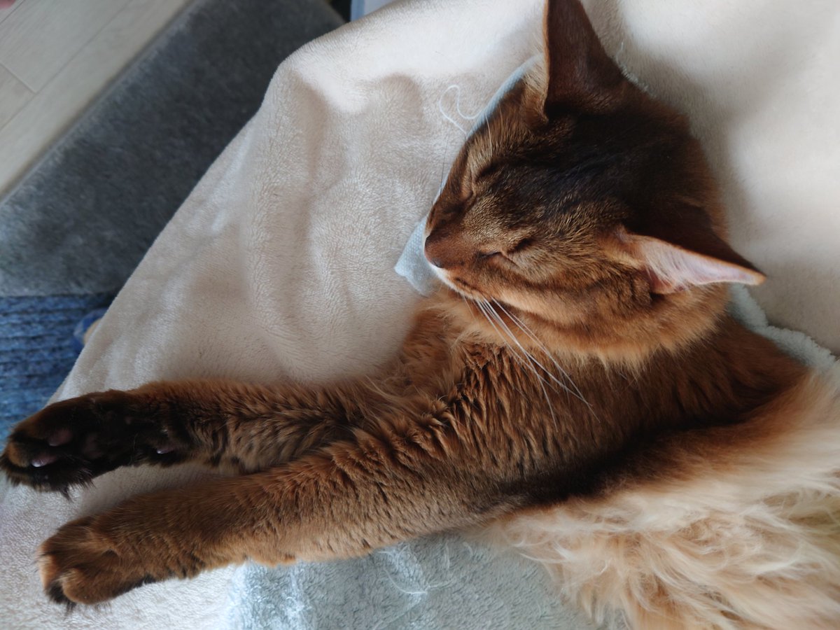 zenufonius's tweet photo. GW中の野生を忘れたねこ。
このあとお風呂に入れられるとも知らず… https://t.co/JyfFRa7dy5