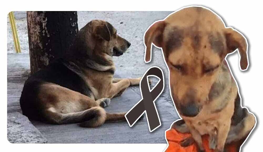 Hasta siempre, perdonanos por no haber valorado 💔

Te queremos mucho, Stich 🫶🏻🌈

#JusticiaParaStich