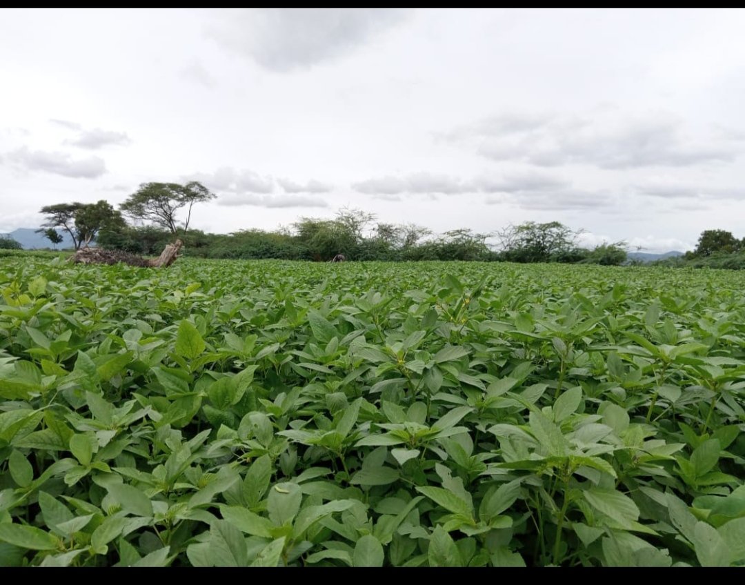 LokoroAgnes's tweet photo. I recently received these photos from one of the farmers I trained and worked with while working for @ActionAfricaHI. This melted my heart as i felt soo proud of the amazing work these farmers are doing. @TurkanaCountyKE @ https://t.co/40iXGDe4lR
